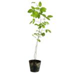  Yamaha gi10.5cm pot рассада 