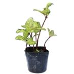 yabkouji три гарантия. сосна 9.0cm pot рассада 