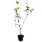 yama азалия 0.8m 15cm pot рассада 