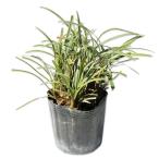 ya Blanc белый дракон свет 9.0cm pot рассада 