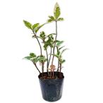 yabkouji белый .9.0cm pot рассада 