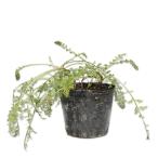 ya low белый 9.0cm pot рассада 