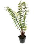 yab саговник 12cm pot рассада 