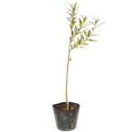 tachiyanagi0.3m 10.5cm pot рассада 