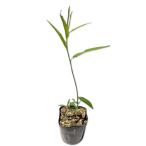 オオタチヤナギ 0.2m 10.5cmポット 30本 苗
