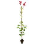  красный Robin 1.5m 15cm pot 10шт.@ саженец 