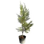  Ray Landy 0.6m 15cm pot рассада 