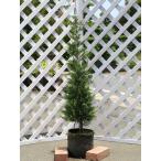  Ray Landy 1m. земля рассада 