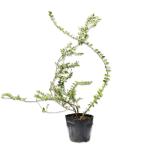 roni Sera nitida10.5cm pot рассада 