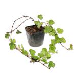 rub сеть для рыбы инструмент для проволоки ites0.2m 10.5cm pot рассада 