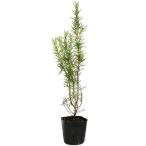 розмарин ...9.0cm pot рассада 