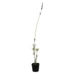  крыло lishu лаванда 9.0cm pot рассада 