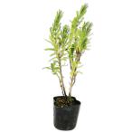  лаванда tenta-ta9.0cm pot рассада 