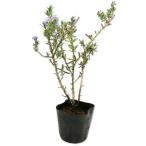  розмарин fota голубой 9.0cm pot рассада 