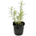  розмарин benenten голубой 9.0cm pot рассада 