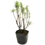  розмарин Rex 9.0cm pot рассада 