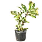 yabkouji. снег 9cm pot рассада 