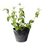 koba Nora ntana белый 9.0cm pot рассада 