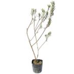  лаванда сладкий 9.0cm pot рассада 