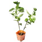  Ran tana orange 9.0cm pot рассада 