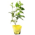  Ran tana желтый цвет 9.0cm pot рассада 