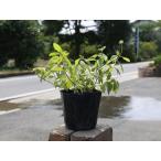 koba Nora ntana желтый цвет 9.0cm pot рассада 