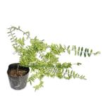 roni Sera лимон красота 10.5cm pot рассада 