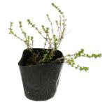  лаванда время 9.0cm pot рассада 