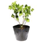 ryuunougik10.5cm pot рассада 