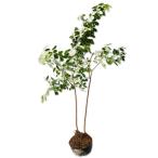 ryu поплавок .u - gi10.5cm pot рассада 