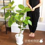 ハートリーフ・ウンベラータ7号