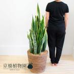 サンスベリア・ローレンチ10号