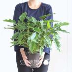 kka роза 5 номер 