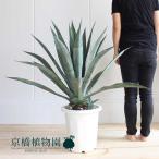 ショッピング観葉植物 アガベ / アオノリュウゼツラン　10号