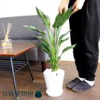 ストレチア・レギネ/ストレリチア・レギナエ　6号【セラアート鉢】【受け皿付】