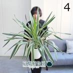 ユッカ・グロリオサ・バリエガータ8号白鉢