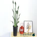  -тактный re Cheer * non leaf / -тактный rely Cheer * non leaf /yun уход 3.5 номер 