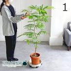 ネムノキ/エバーフレッシュ曲がり7号茶鉢