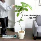 [ Heart leaf ]fi rental umbellata 7 номер изгиб [eg pot / слоновая кость ][.... Tama . типа горшок ]