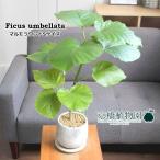 フィカス・ウンベラータ