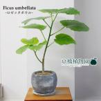 フィカス・ウンベラータ