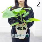 フィカス・ウンベラータ5号白プラス...