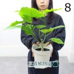 フィカス・ウンベラータ5号白プラス...