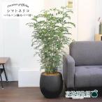 シマトネリコ7号