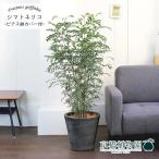 シマトネリコ7号