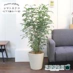 シマトネリコ7号