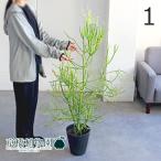 ミルクブッシュ7号黒鉢