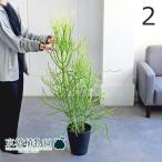 ミルクブッシュ7号黒鉢