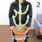 ユーフォルビア・ホワイトゴースト7号茶鉢