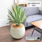 アガベ・ベネズエラ 10号 バルーン鉢カバー付きの魅力と育て方